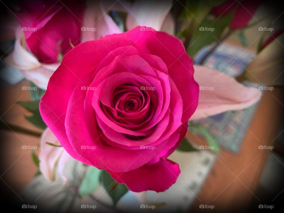 Lovely Magenta Rose Bloom.