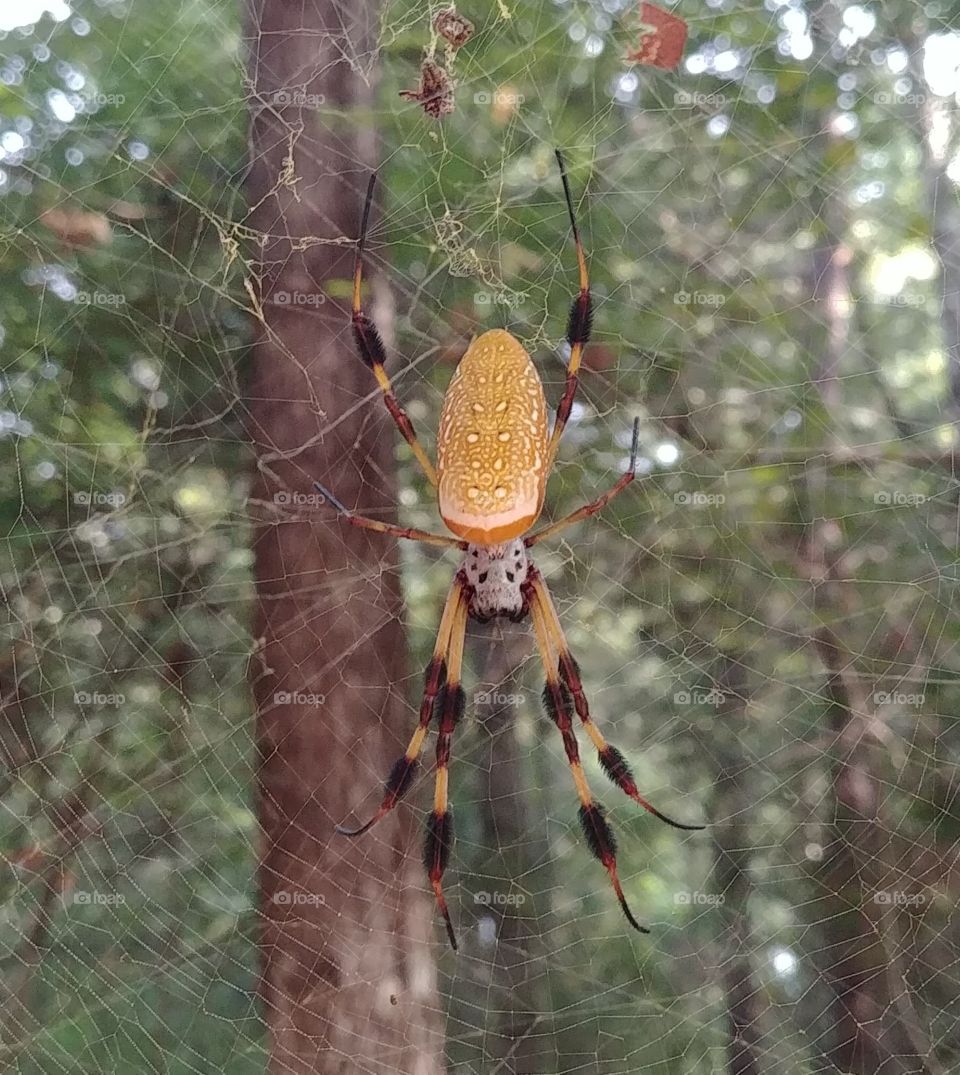 spider big spider