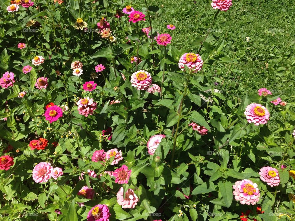 Blooming flowers in garden
