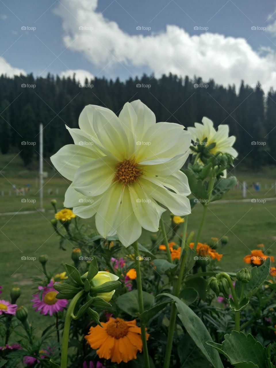 plant potraits flower lover blossoming trees amazing atmosphere environment clean and fresh Air 
📸 Muneeb bhat