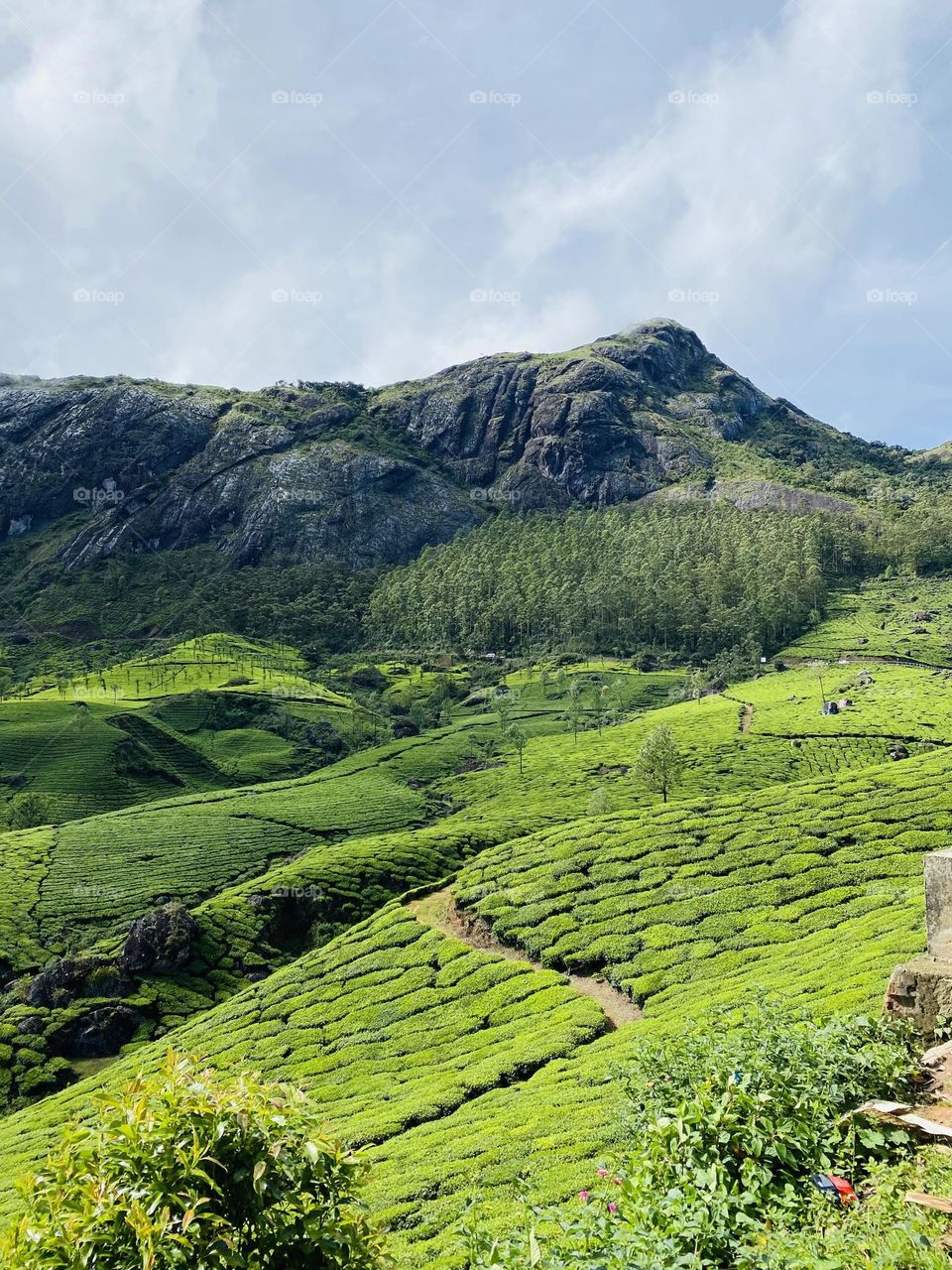 Different sets of tea plants 