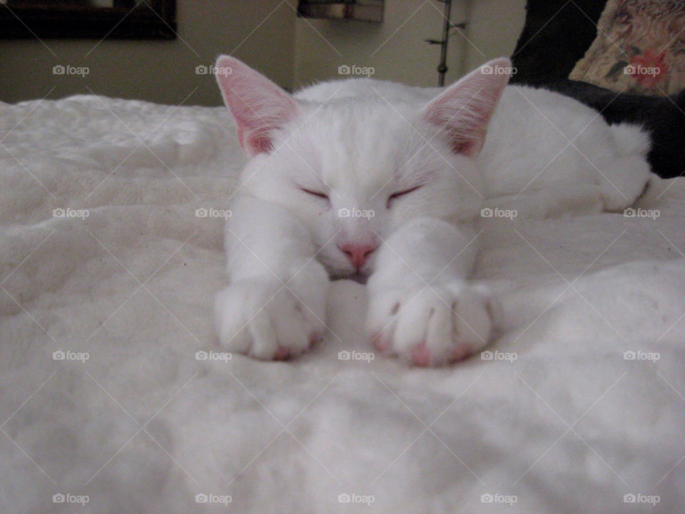cat sleep paws nap by jaynewarren