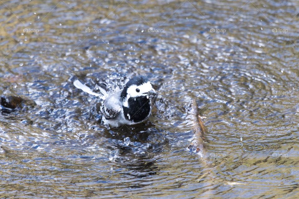 Small wagtail bird having a bath in the creek water 