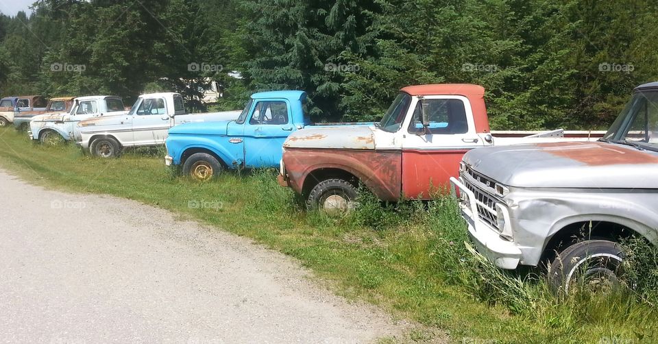 Foapcom Old Ford And Chevy Trucks Lined Up Along The Side