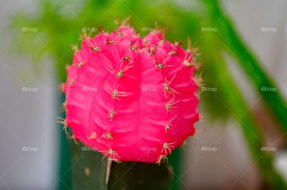 Moon cactus pink