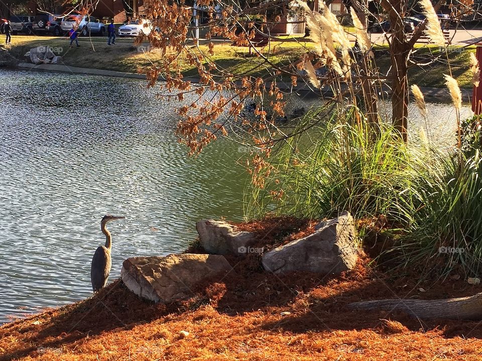 Heron at pond