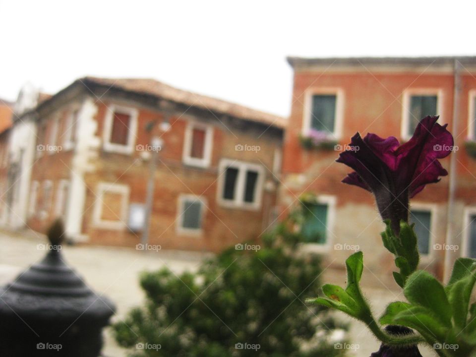 Of flowers and buildings...