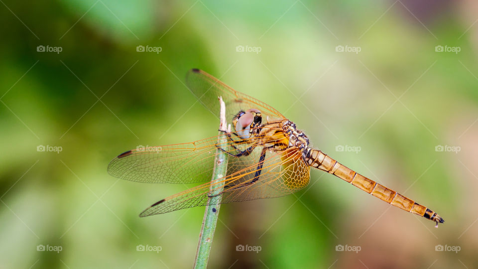 Yellow Dragonfly