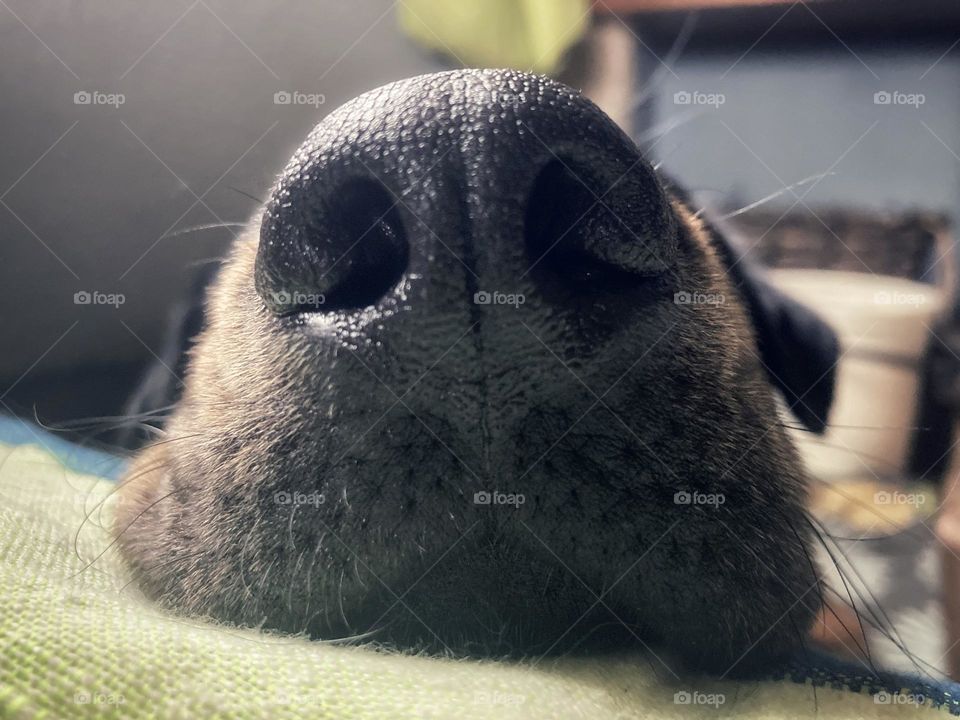 my dog's nose from the ground