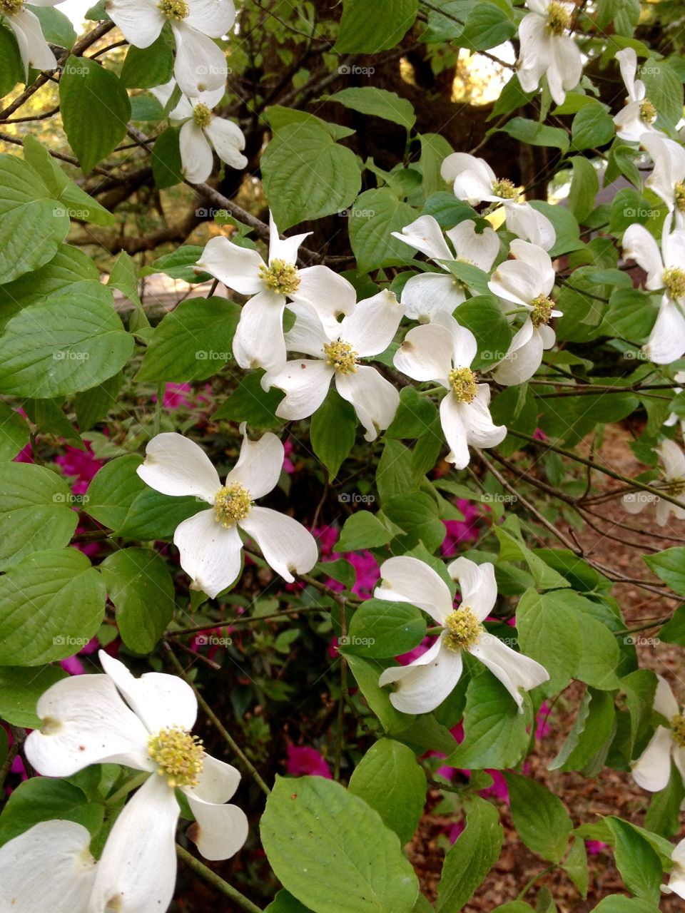 Spring beauty . White dogwood 