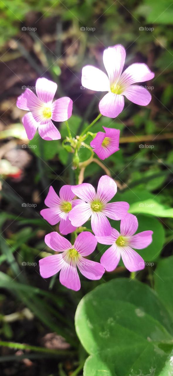 graceful flowers