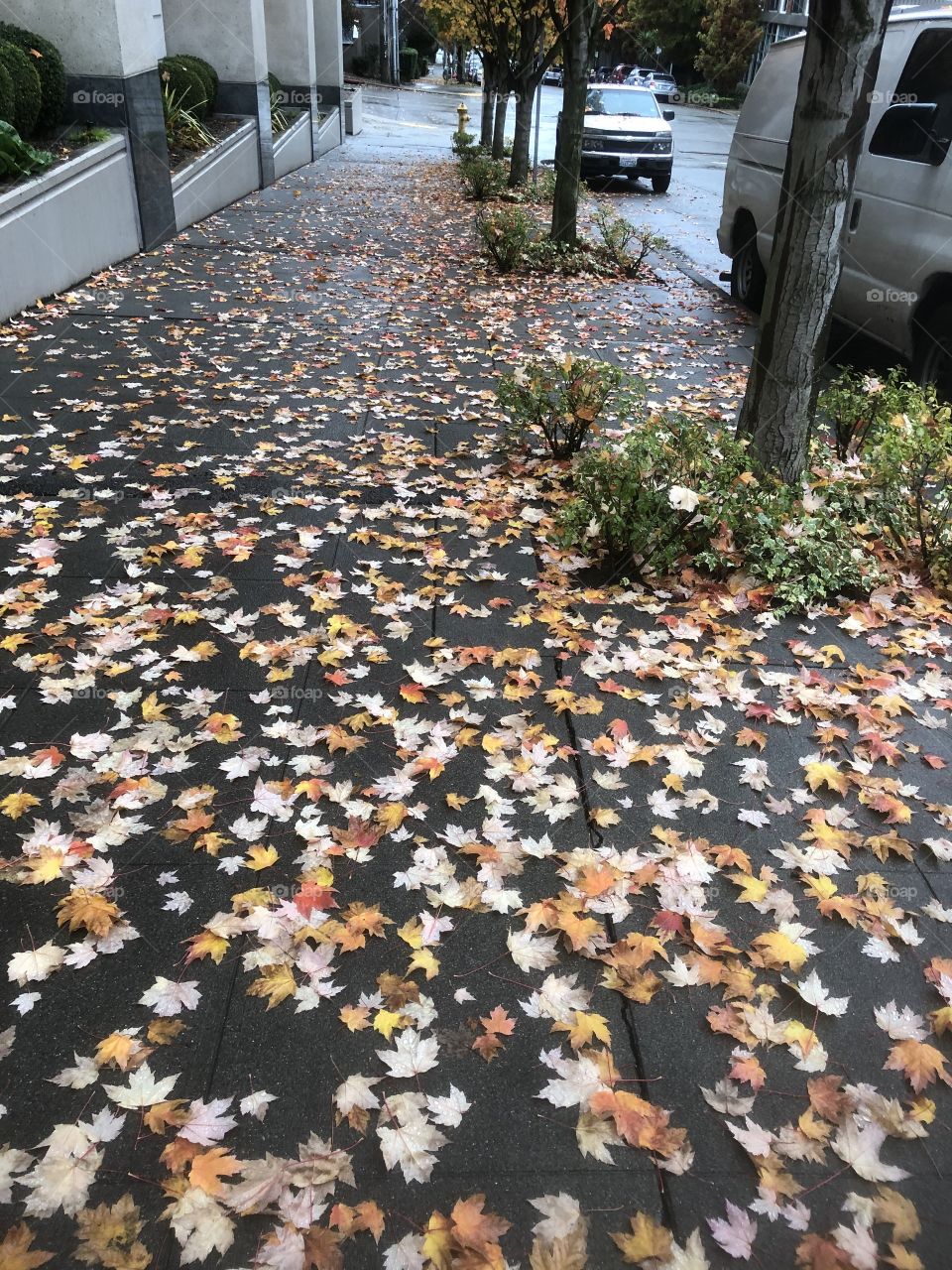 Fall at its best! Trees have shed their leaves spread out like a carpet for the walkers-by