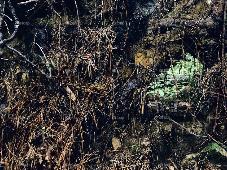 Uprooted pine tree left a window view to rest of forest