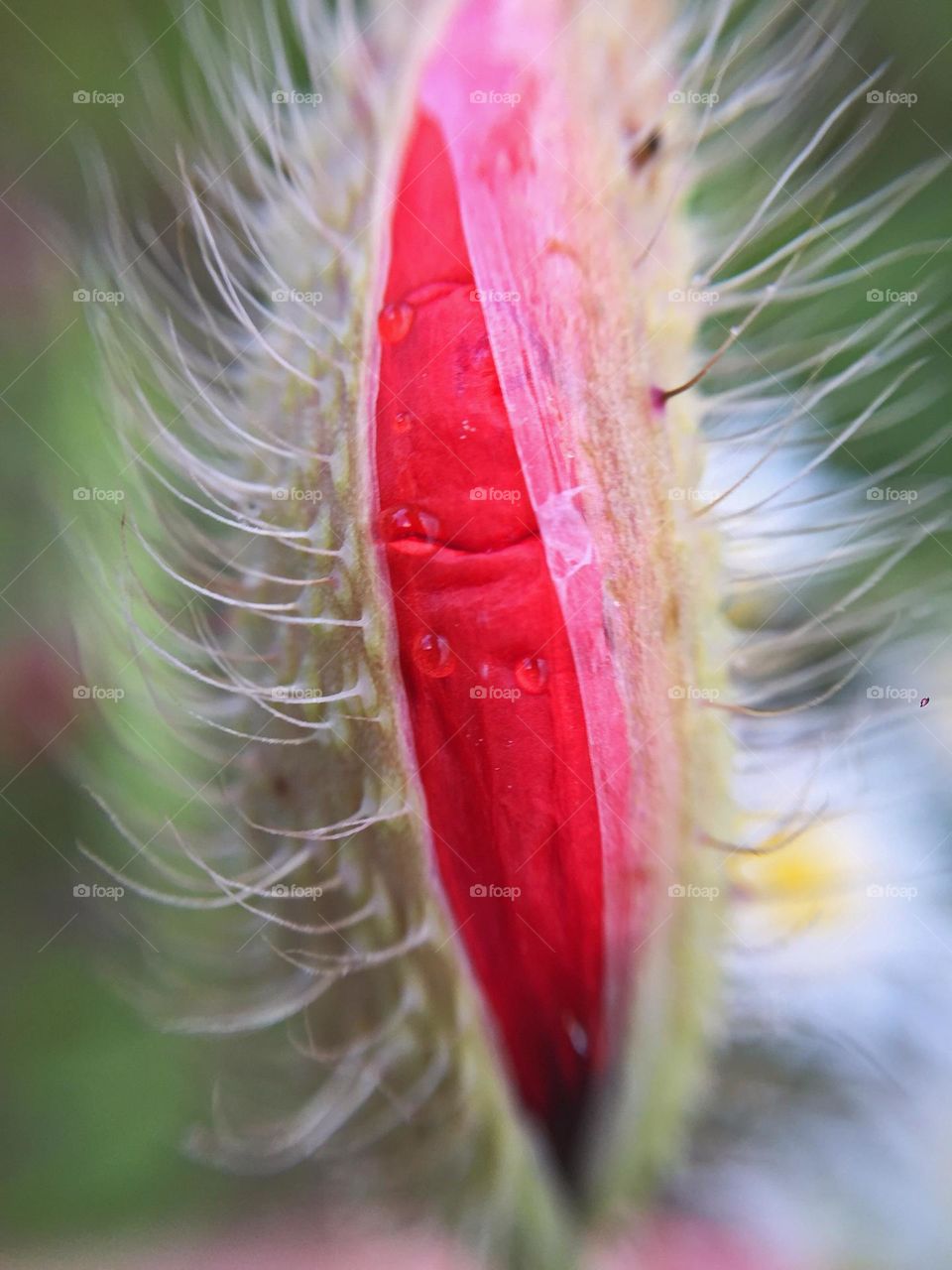 Unopened poppy flower