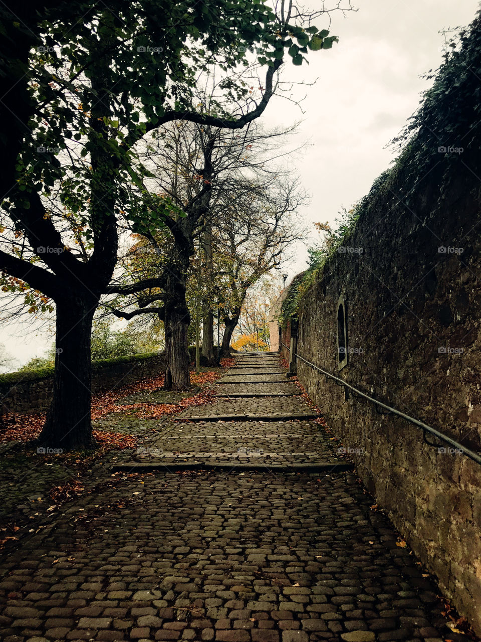 A row of trees with black trunks and many fallen leaves on a small stones road , next to it is a old wall stone and mossy 