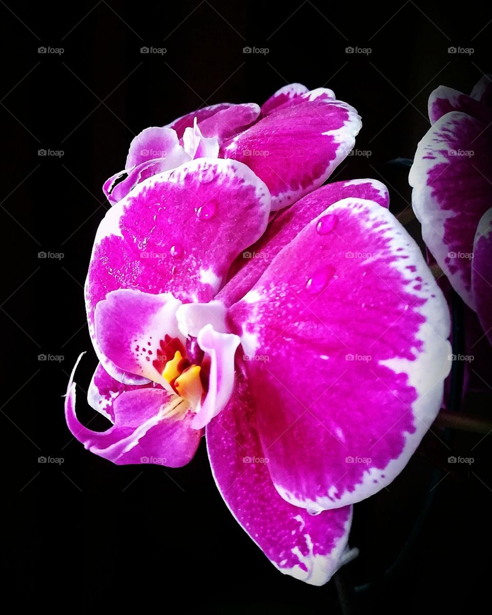 Beautiful Orchidee with waterdrops