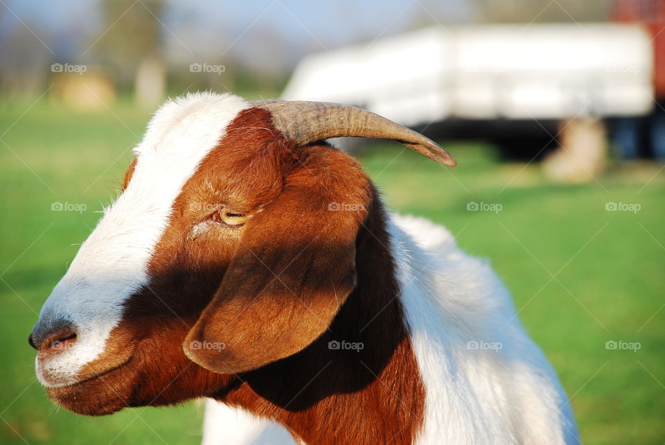 Close-up of a goat