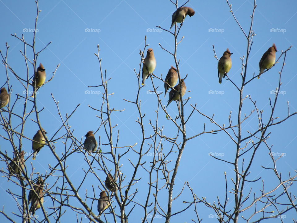 Tree full of Cedar Waxwings