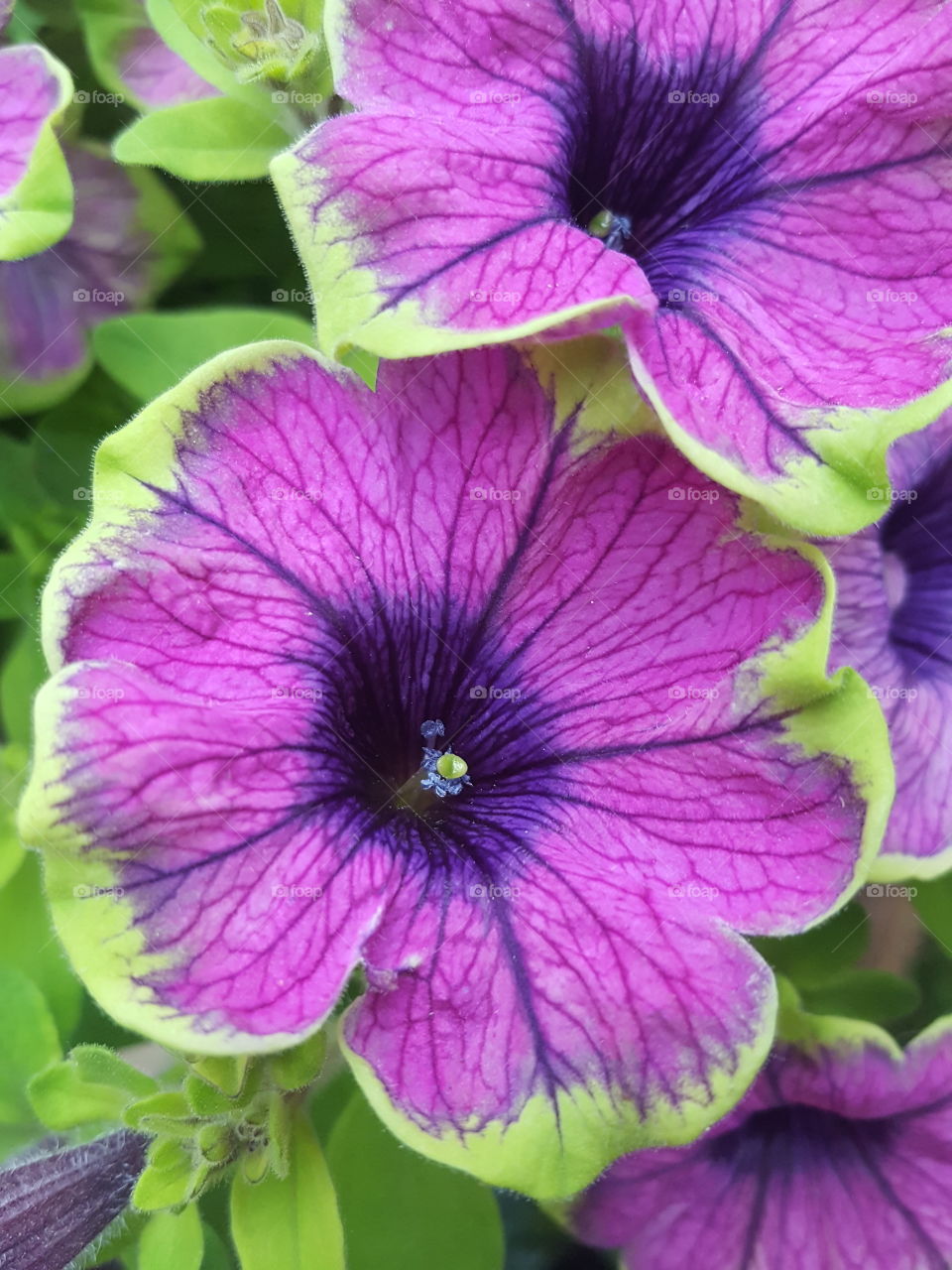 Lovely Petunia we had in our garden