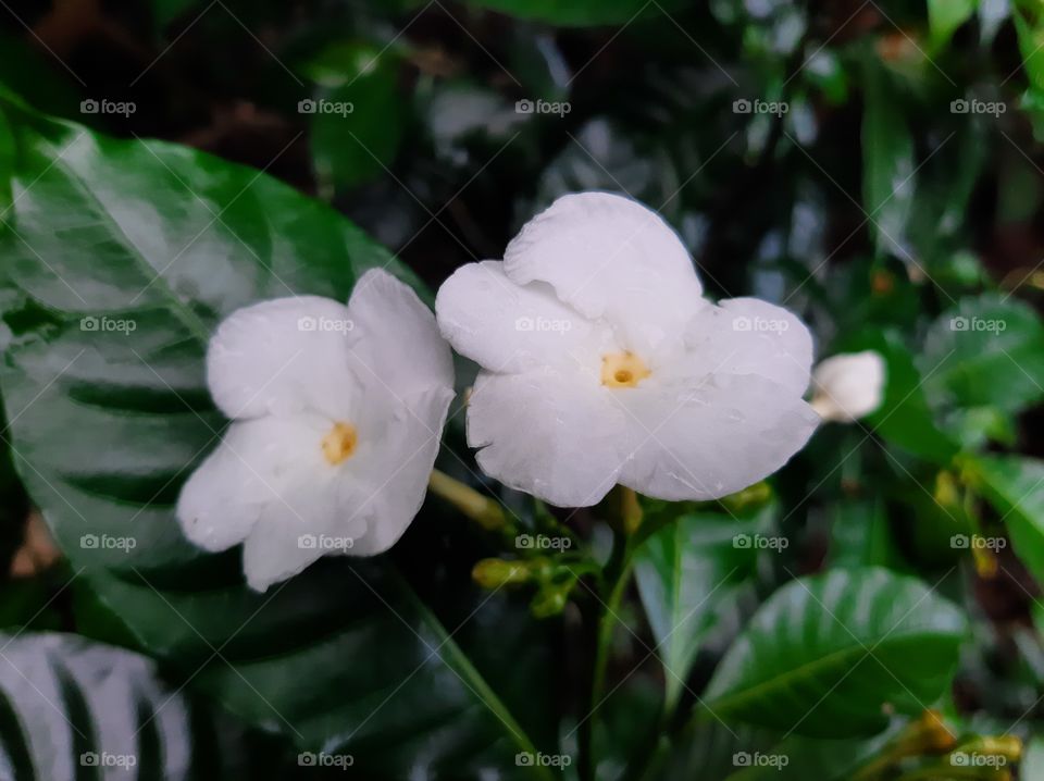 This is a one of beautiful flowers in my garden. Scientific name: Jasminum, Higher classification: Jasmineae, Rank: Genus.
