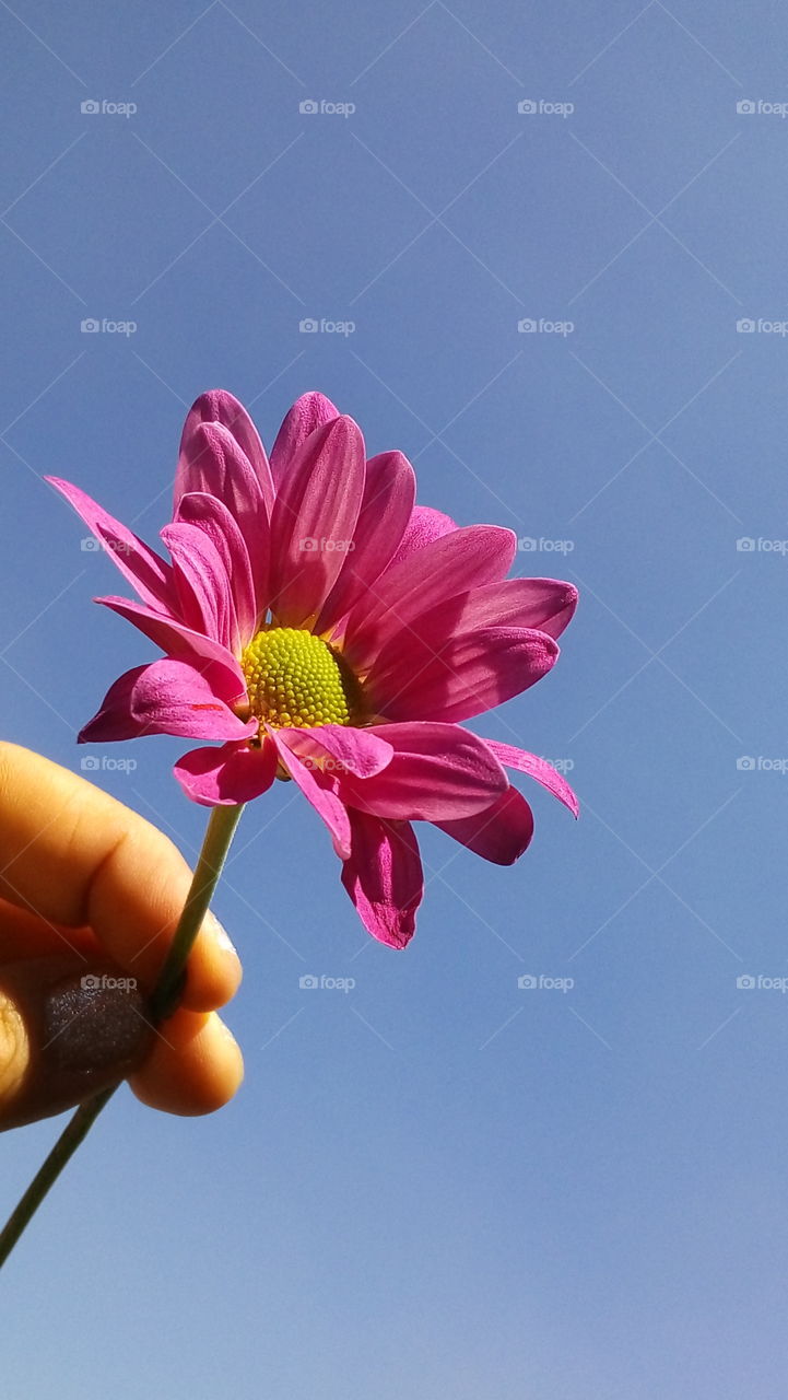 flower in hand