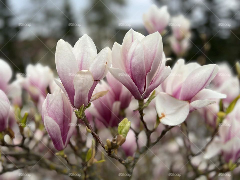 Magnolia