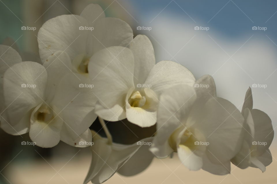 White Orchids
