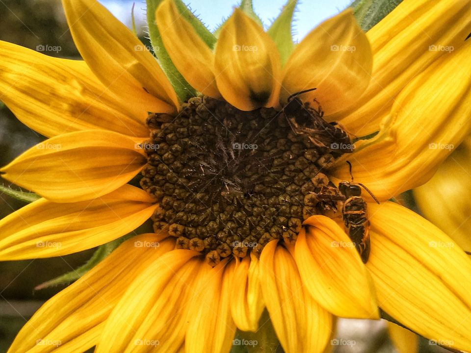 Two bees catching a nap in a sunflower. Soaking up the sun. 