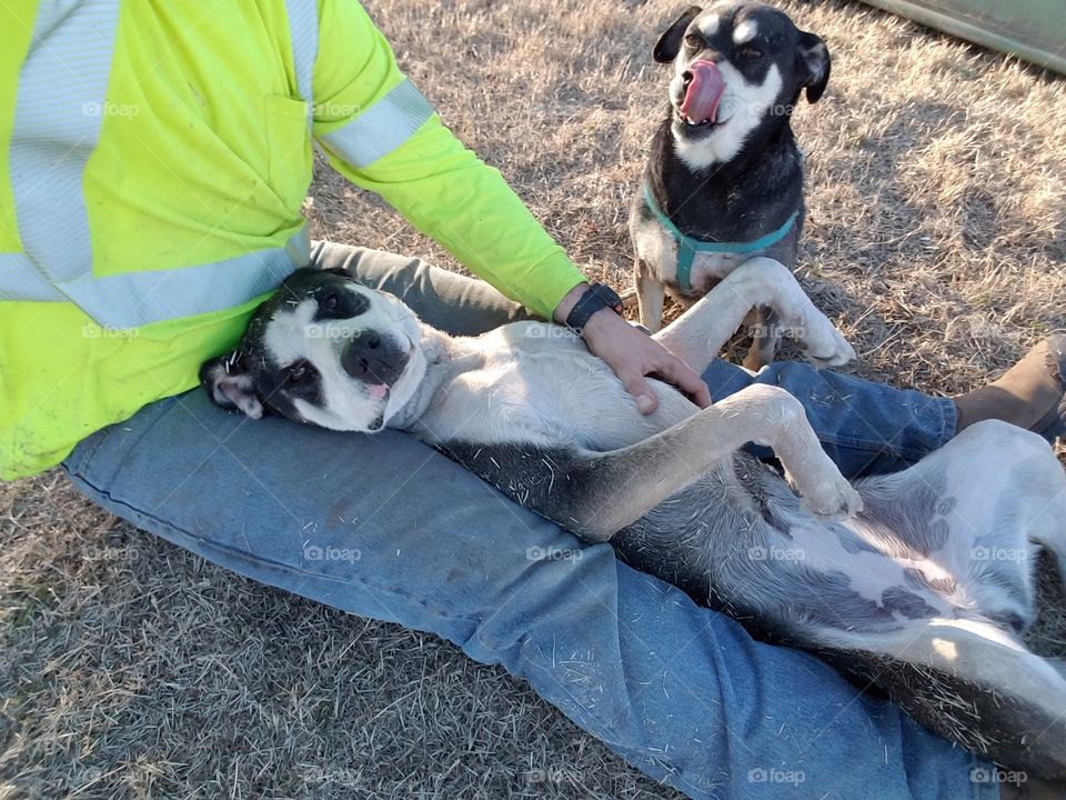 perfect timing with the dogs