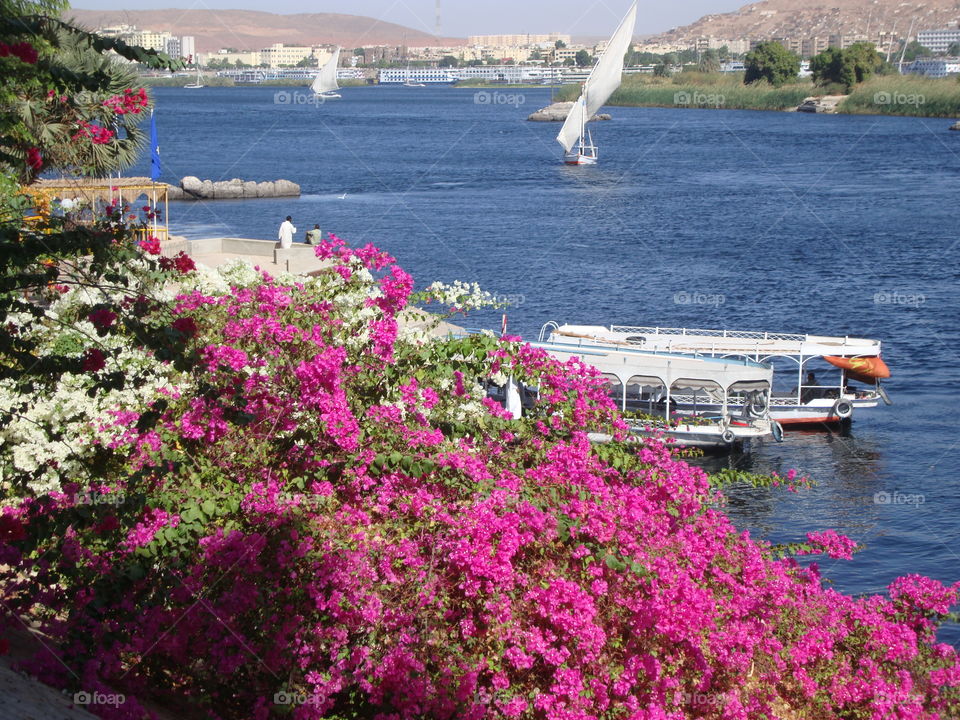 flowers on the Nile