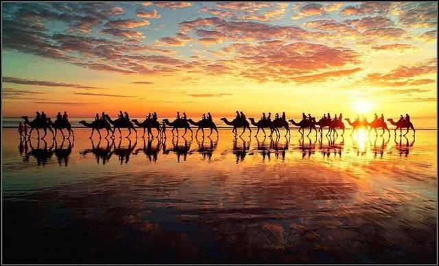 Camel