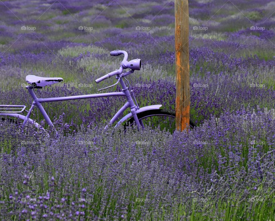 Purple bicycle