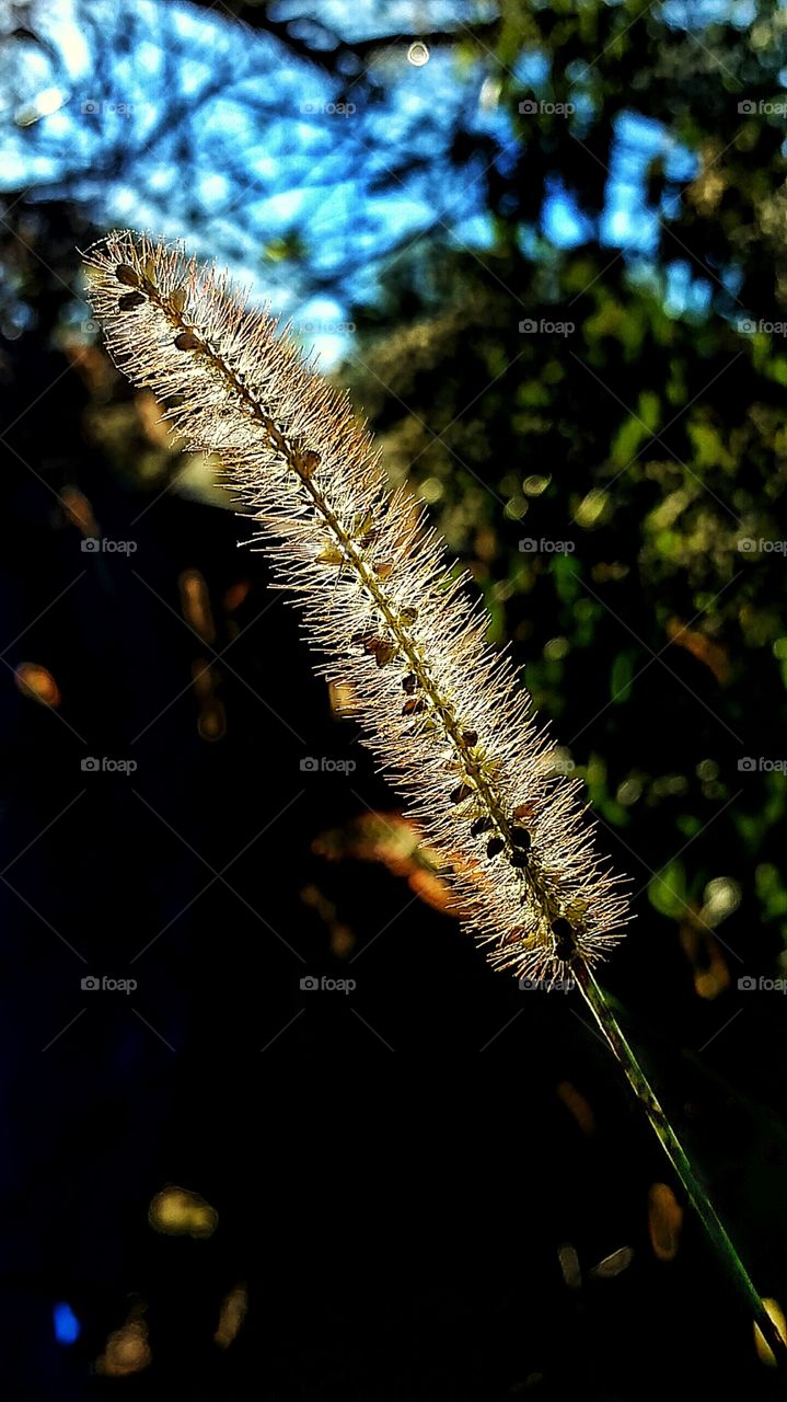 wild grass