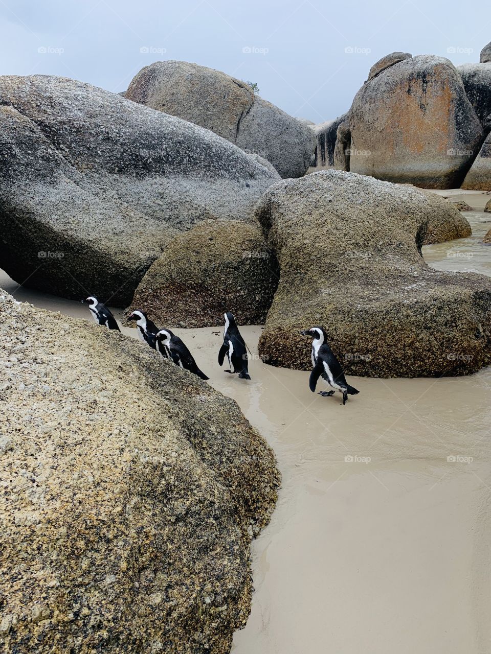 Penguins playing follow the leader 