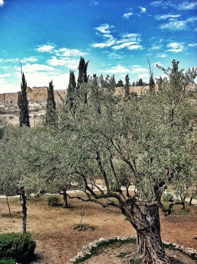 Ancient Garden