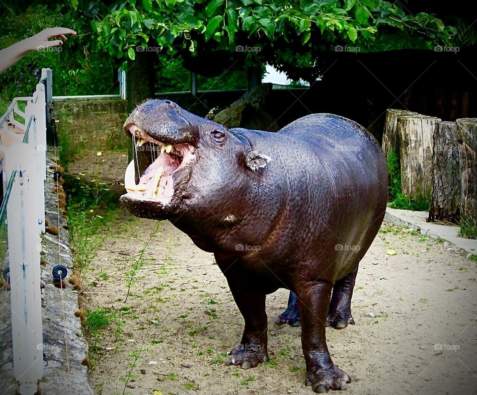 Handsome baby hippipotamus, Tallinn zoo