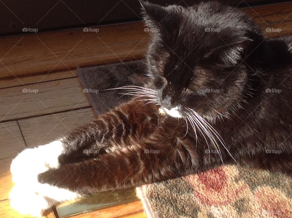 Reflection of light of cat laying in the sunlight.