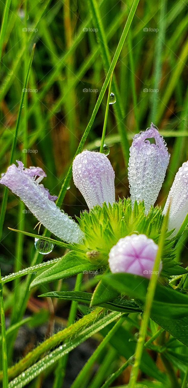 wild flowers