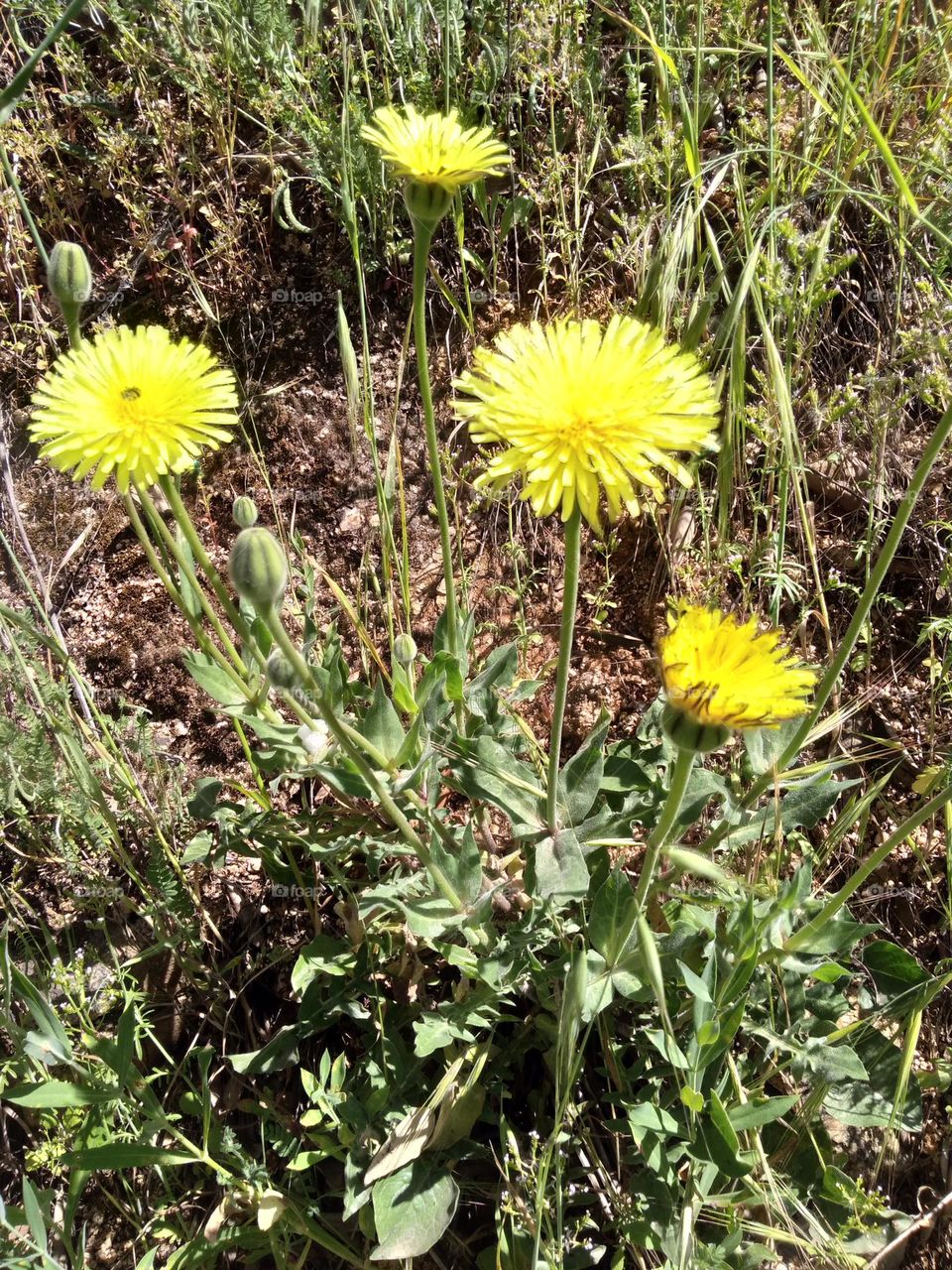 Editors' Choice - Photo of the Week