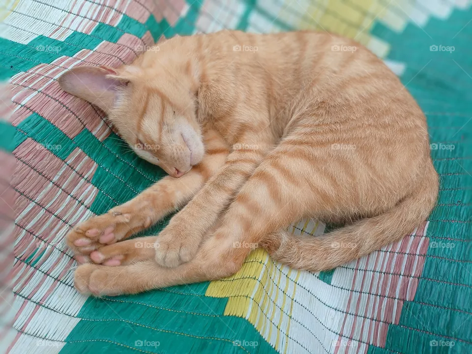 pet