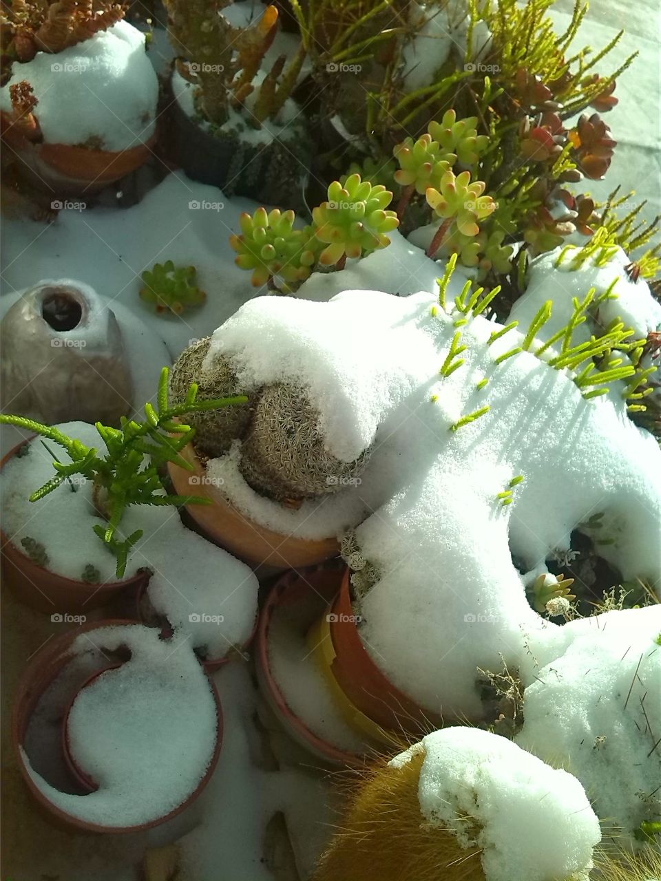Snow on cactus