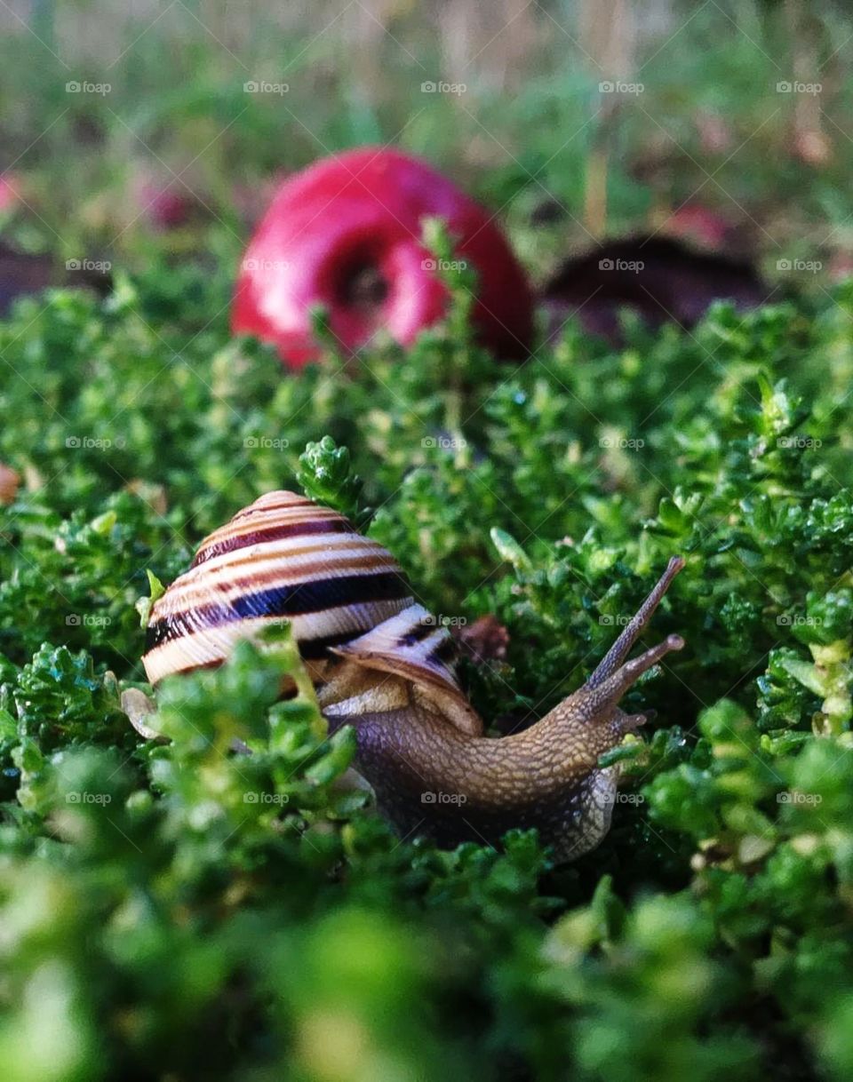 Little snail having a walk in the garden 