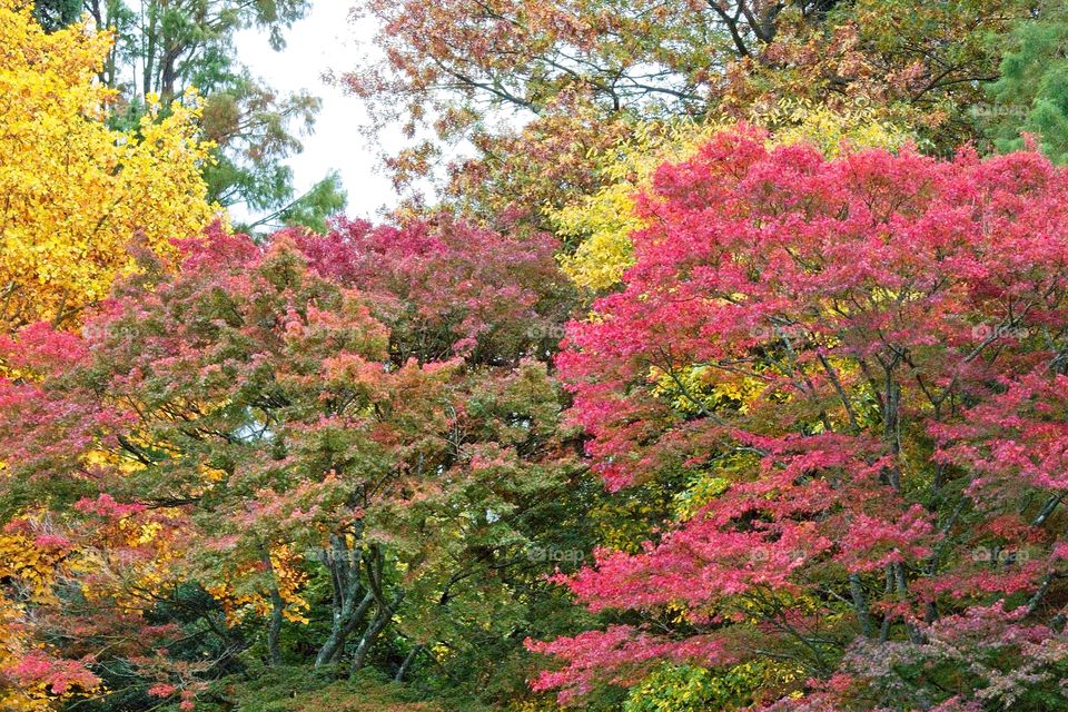 autumn tree in the park