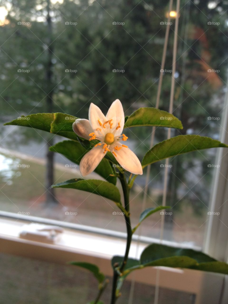 Lime tree bloom. Small white flower on indoor key lime tree branch