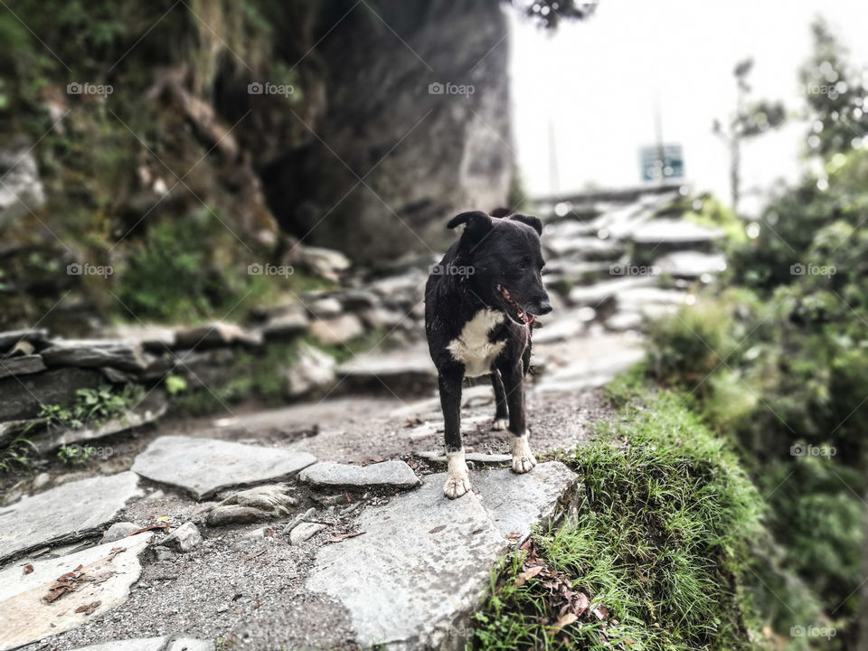 Black and white puppy