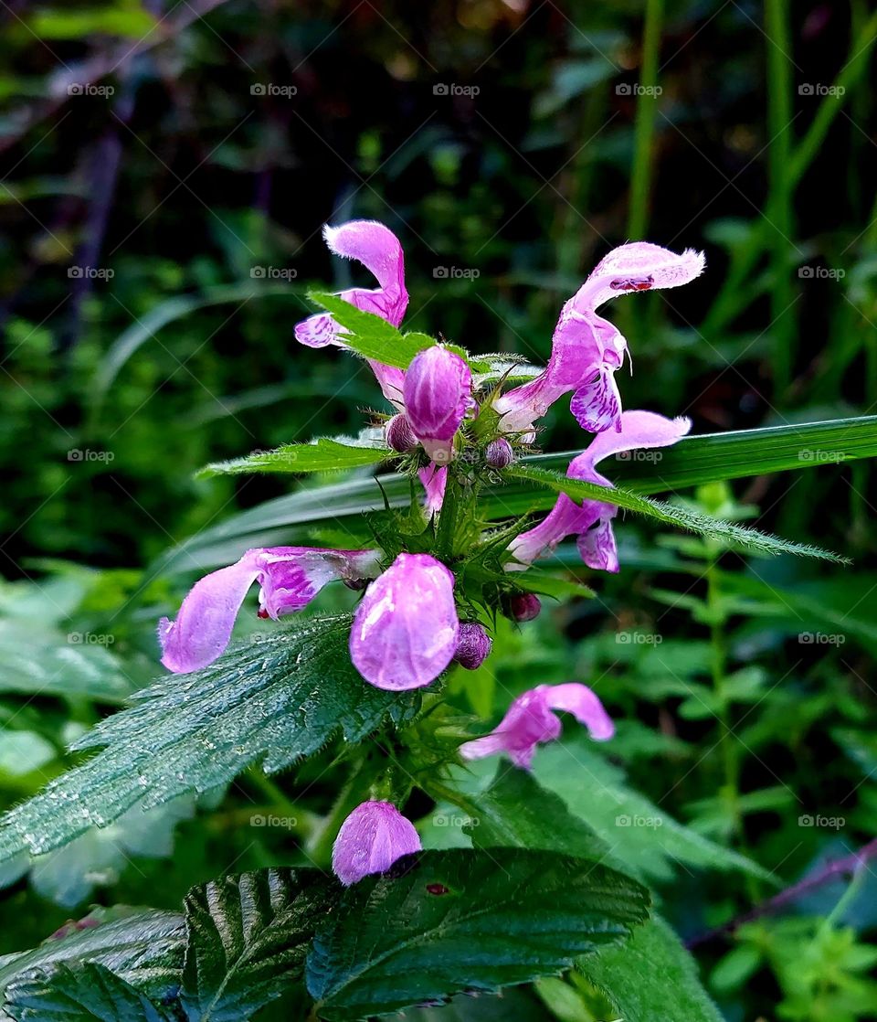 Nettle flower
