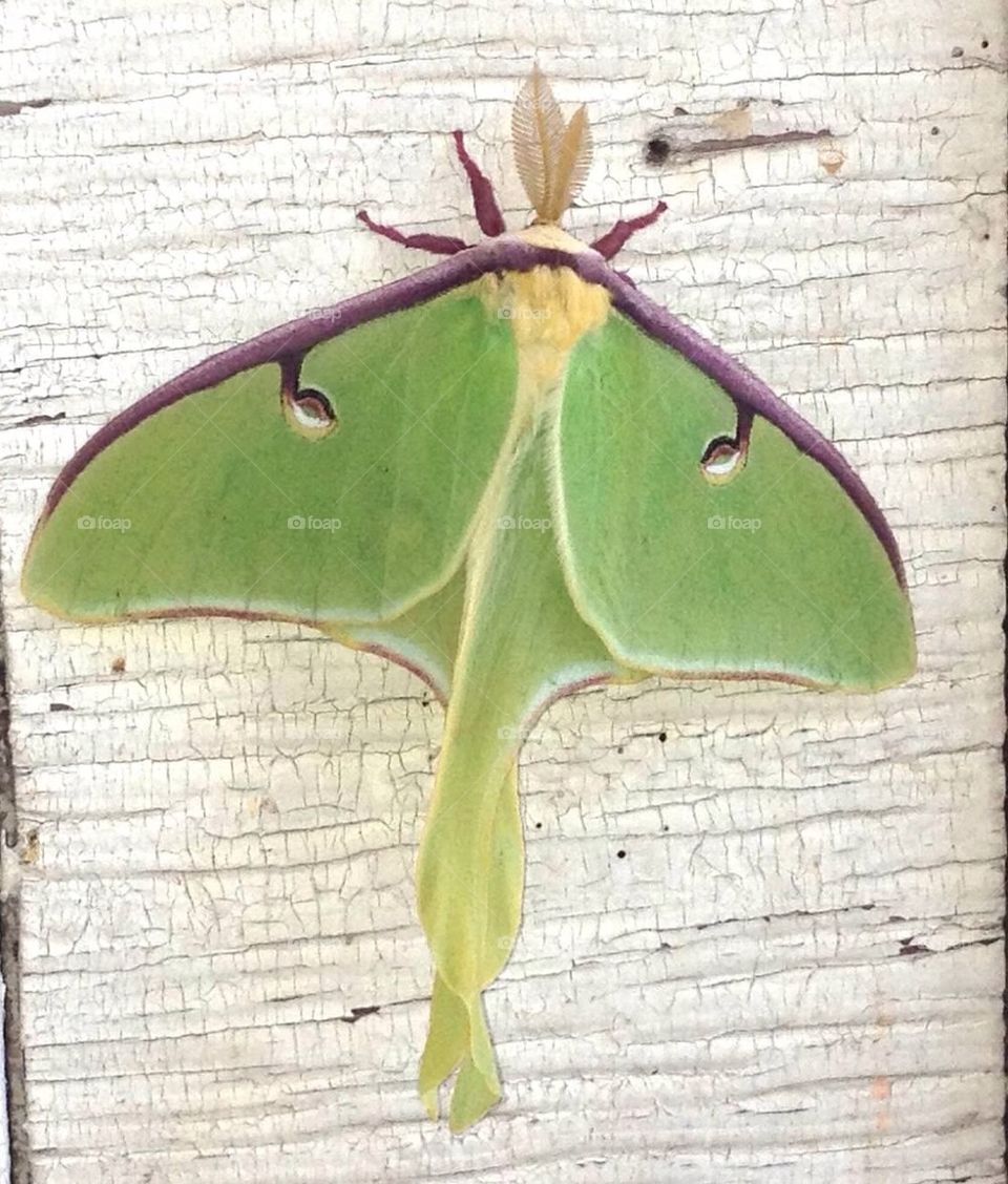 Luna Moth