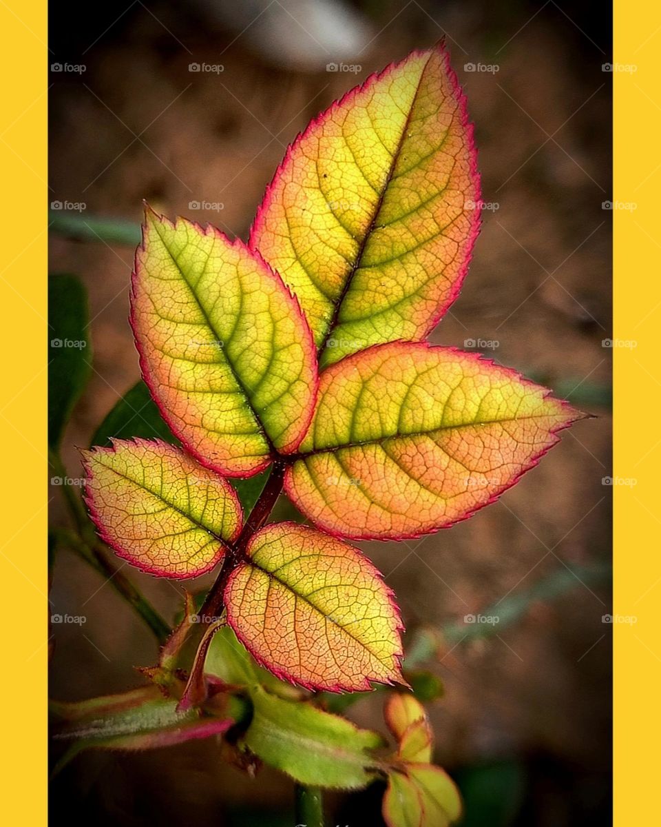 Leaf portrait shows beauty of colors ,captured by redmi phone
