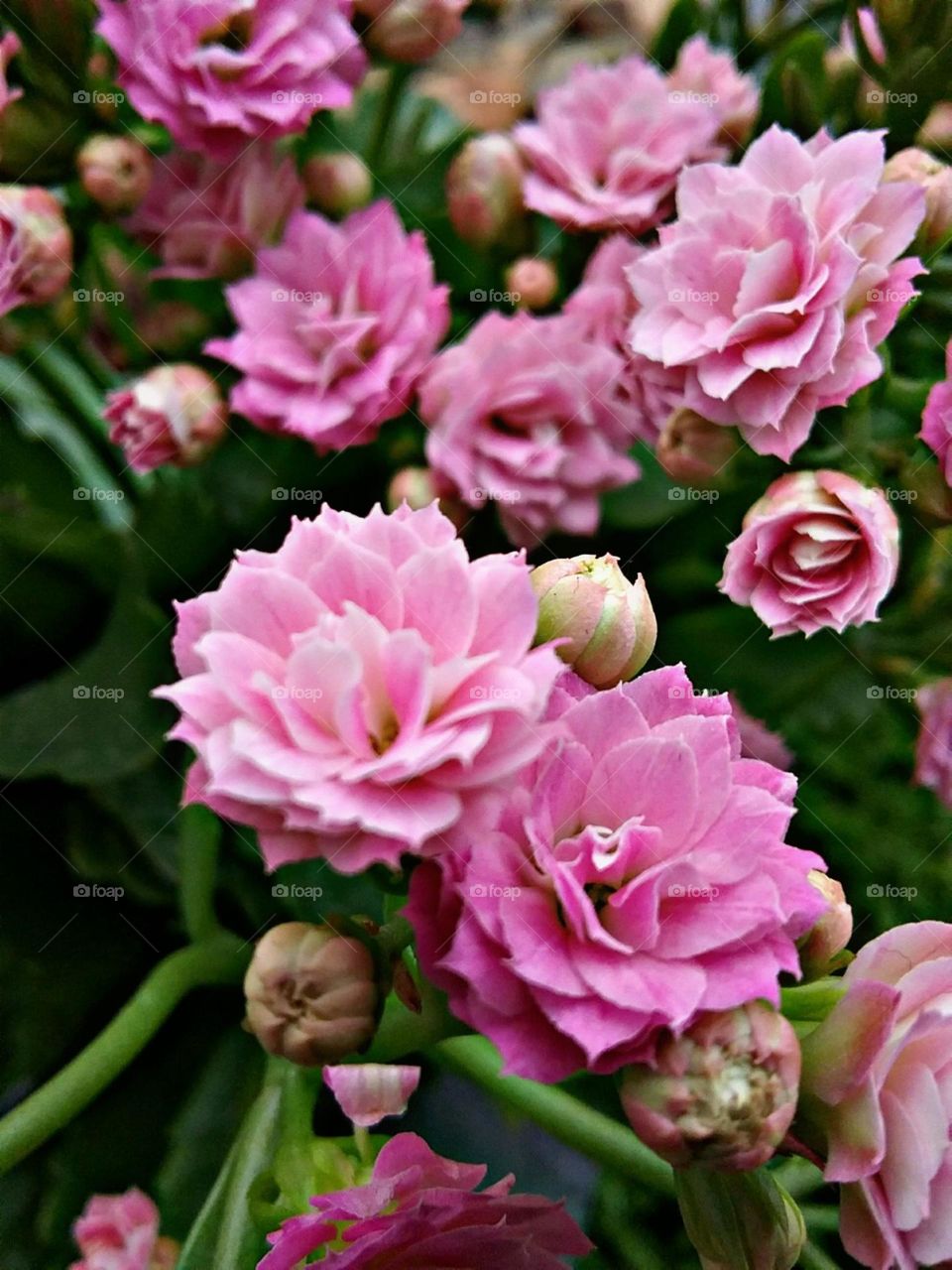 Flor da fortuna representa felicidade e prosperidade. Presentear alguém com flor da fortuna é afirmar que deseja a ela toda alegria e sorte do mundo.