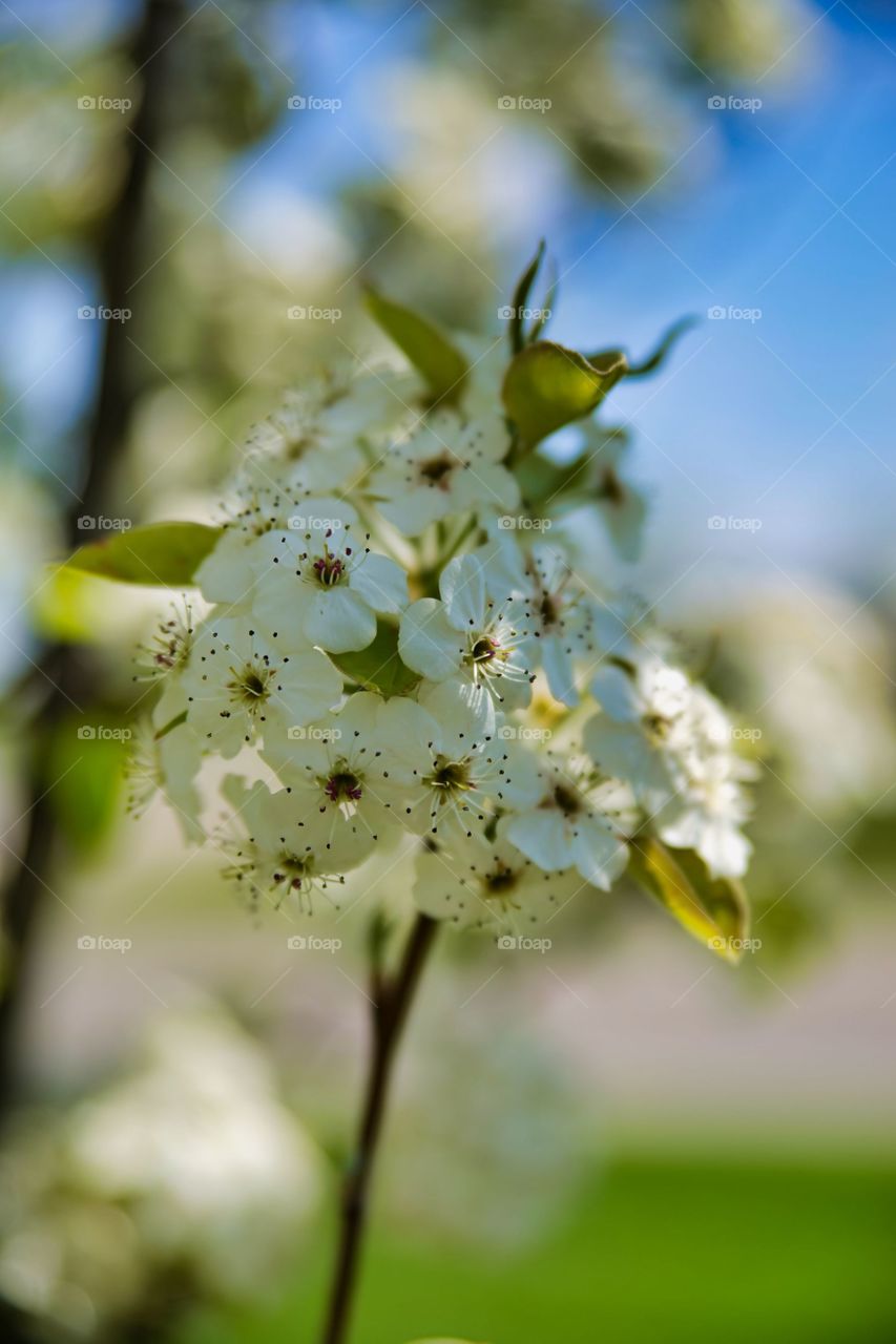 tree flower